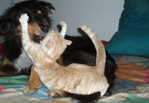 Hund und Katzen