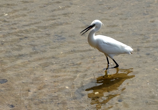 Sandalgarve-05-23-297