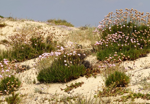 Sandalgarve-05-23-309