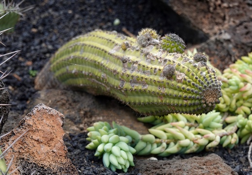 Lanzarote-01-2022-401