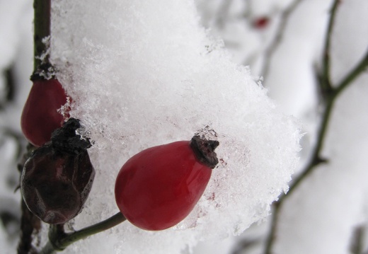 Garten im Schnee-1