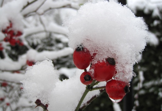 Garten im Schnee-7