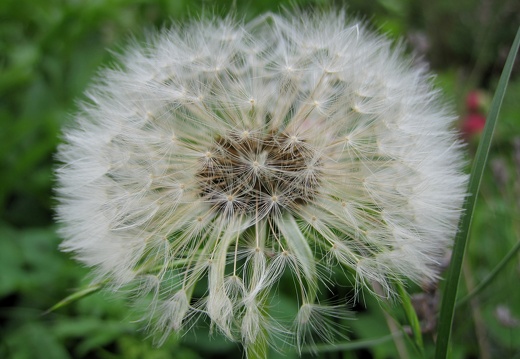 Pusteblume (2)